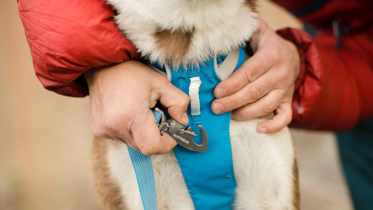 Flagline Harness - HUndegeschirr mit Griff