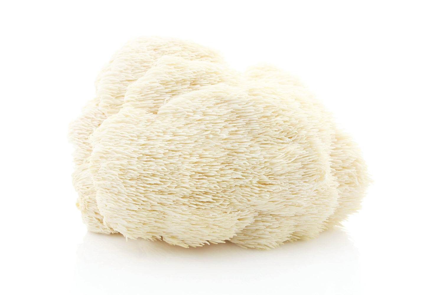 Hericium Pulver Kapseln