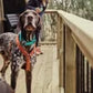 Hurtta Hundegeschirr Casual Y Harness