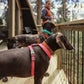 Hurtta Hundegeschirr Casual Y Harness