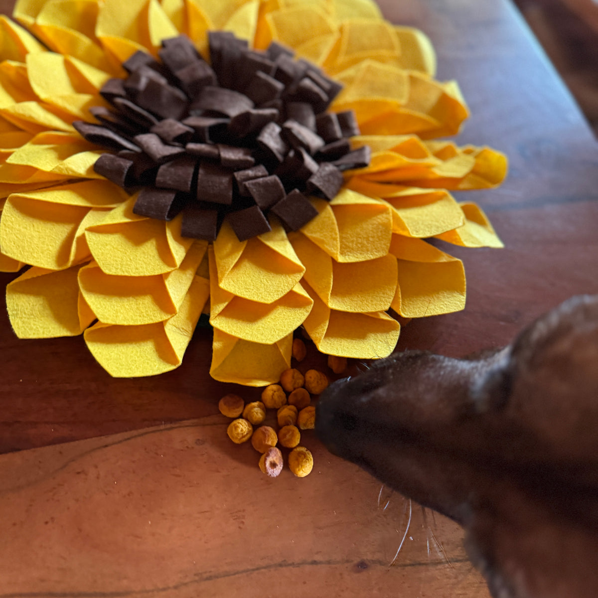 Schnüffelteppich Sonnenblume