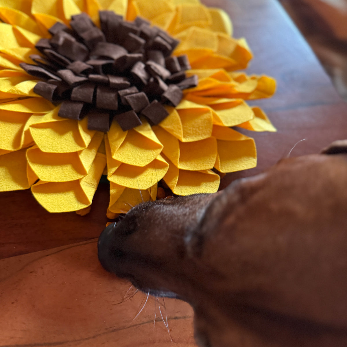 Schnüffelteppich Sonnenblume