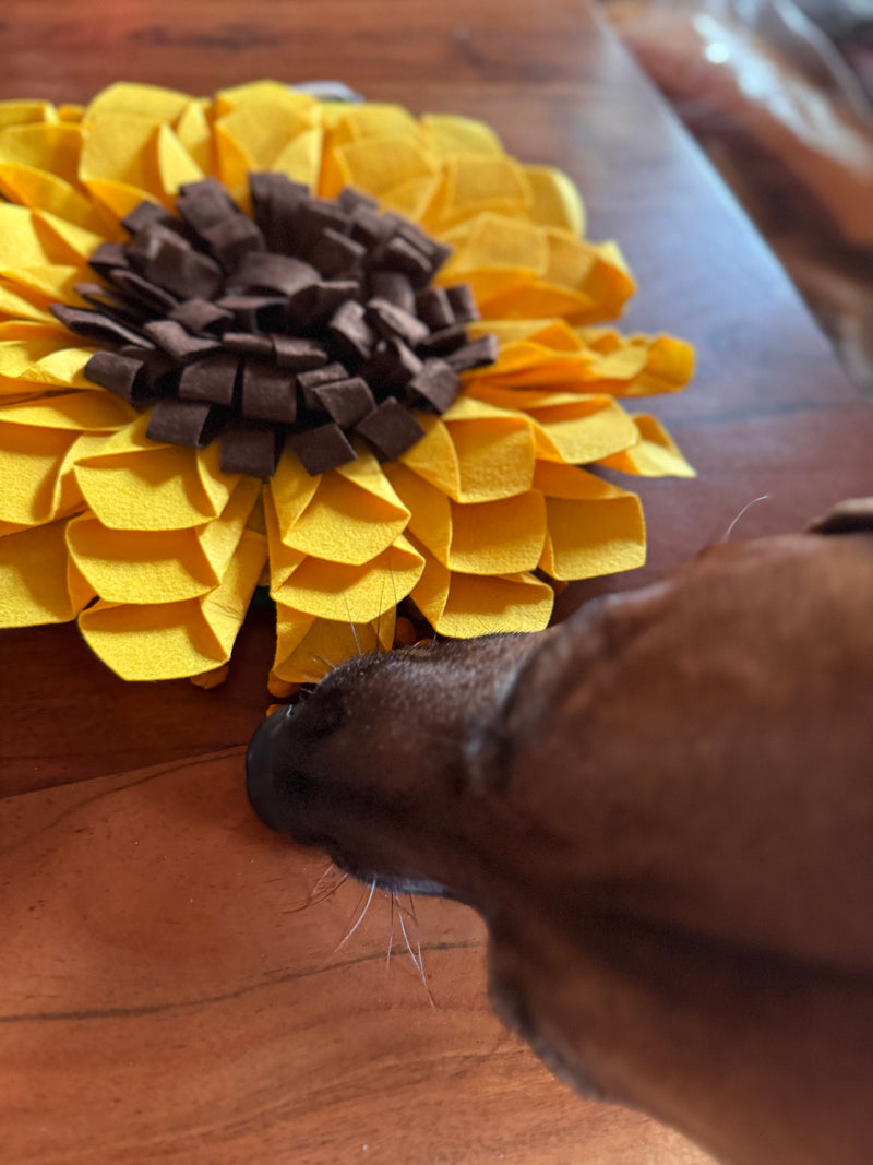 Schnüffelteppich Sonnenblume