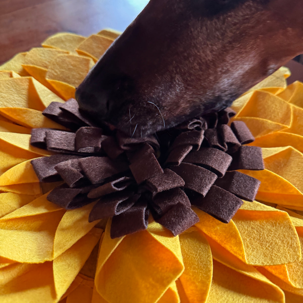 Schnüffelteppich Sonnenblume