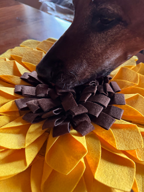 Schnüffelteppich Sonnenblume