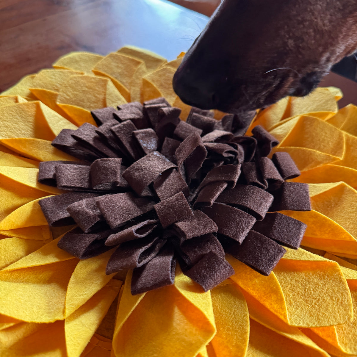 Schnüffelteppich Sonnenblume