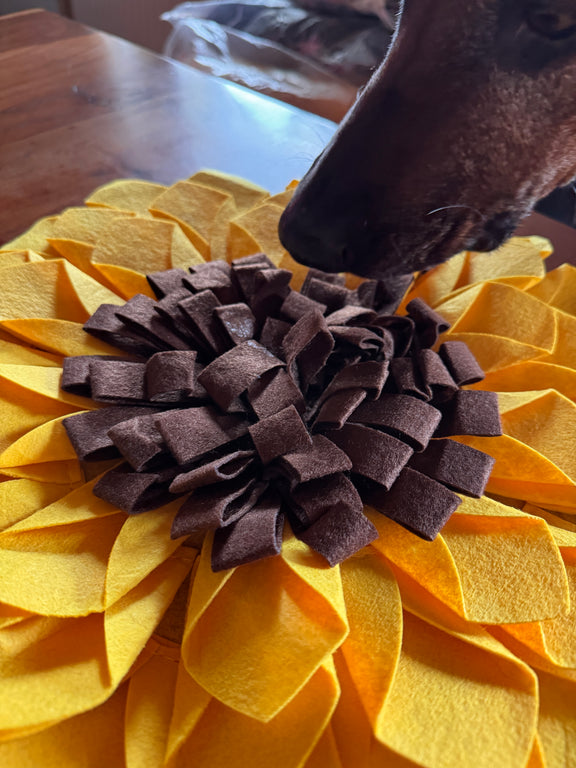 Schnüffelteppich Sonnenblume