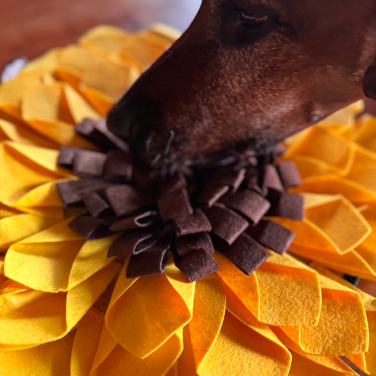 Schnüffelteppich Sonnenblume