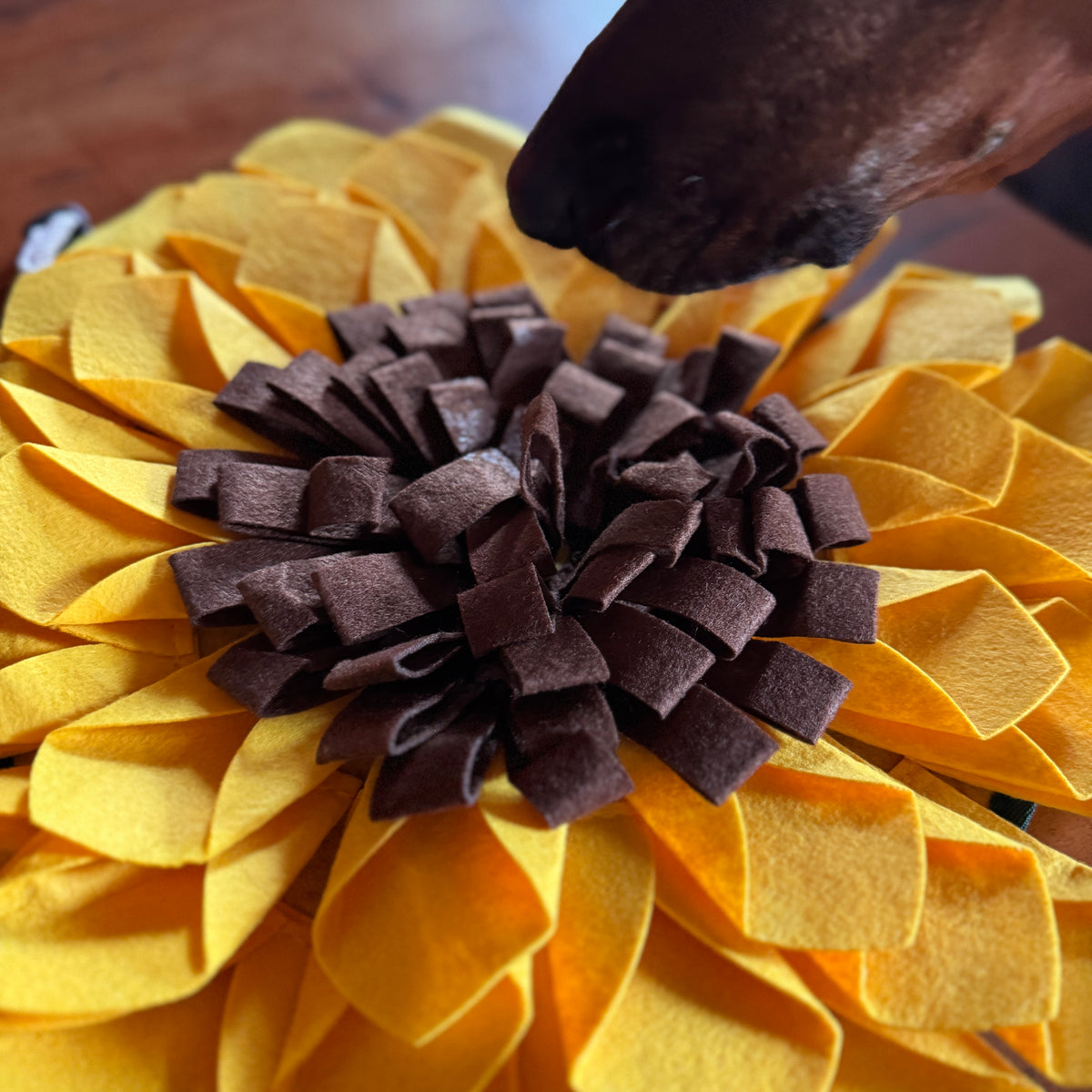 Schnüffelteppich Sonnenblume