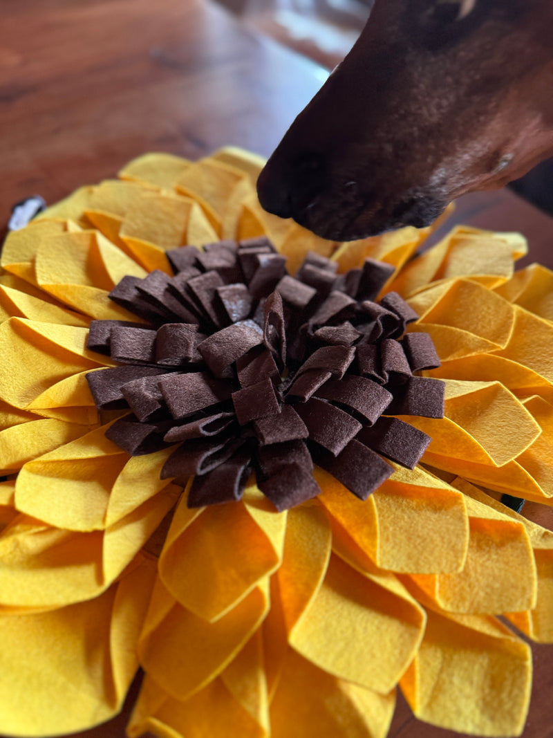 Schnüffelteppich Sonnenblume
