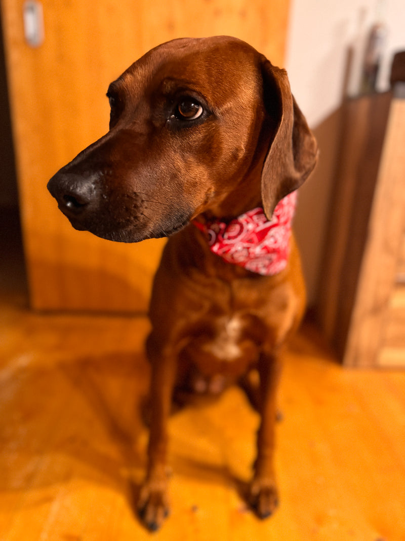 Halsband / Halstuch Volksfest Style