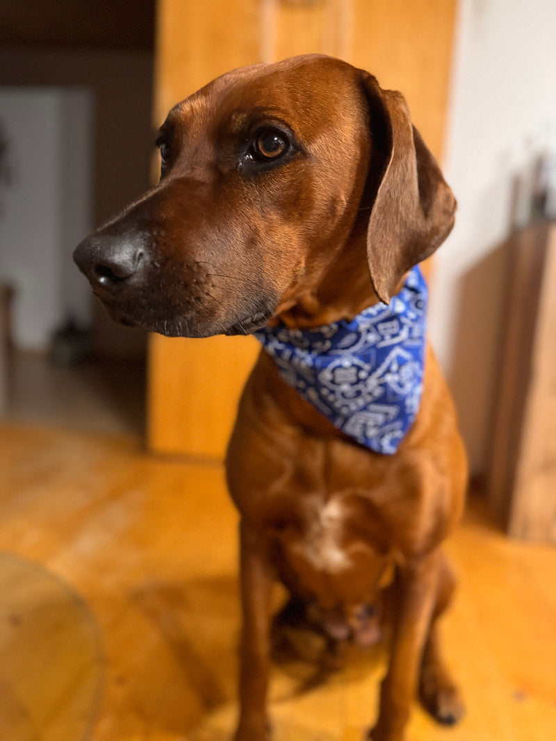 Halsband / Halstuch Volksfest Style