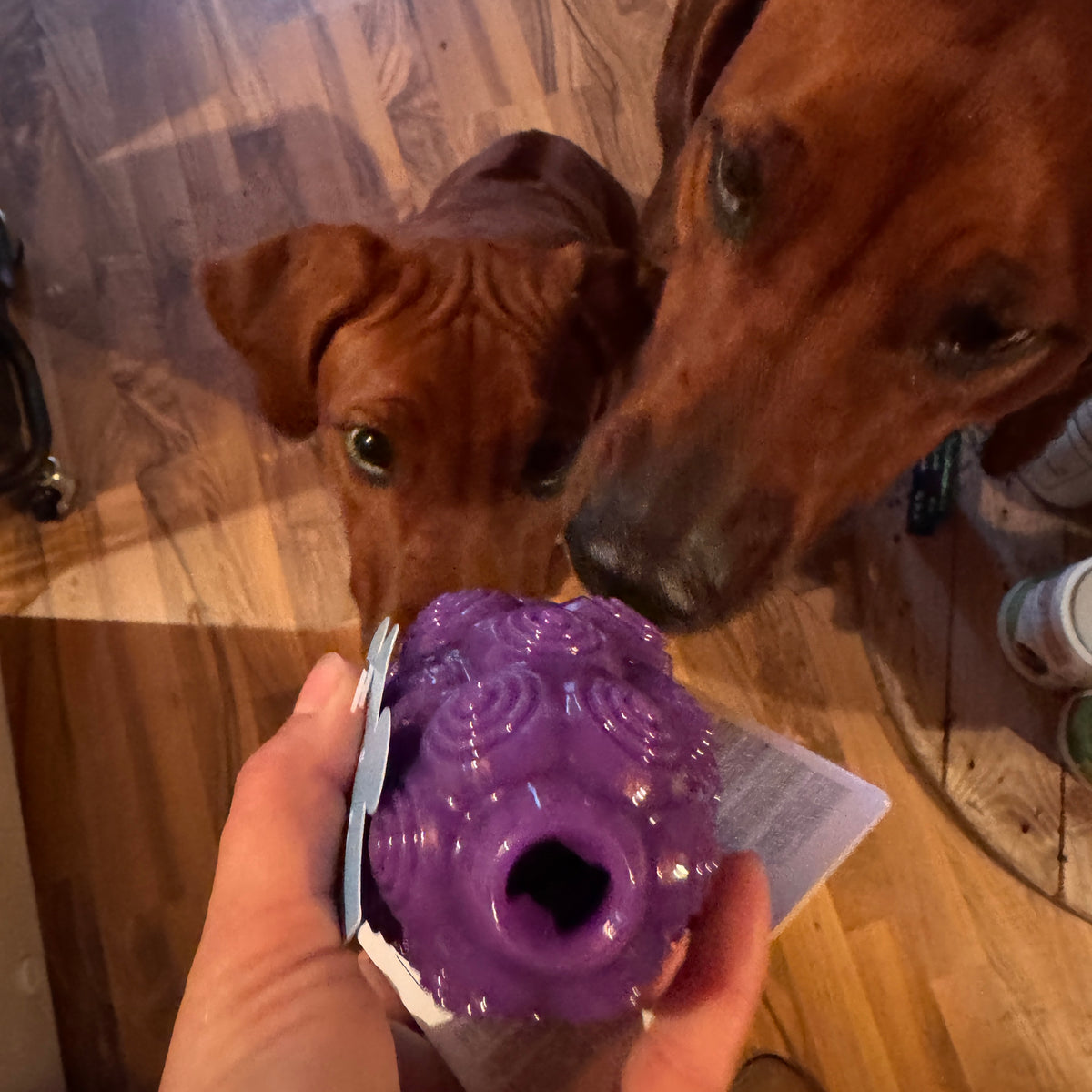 Planet Dogg Dental Grapes
