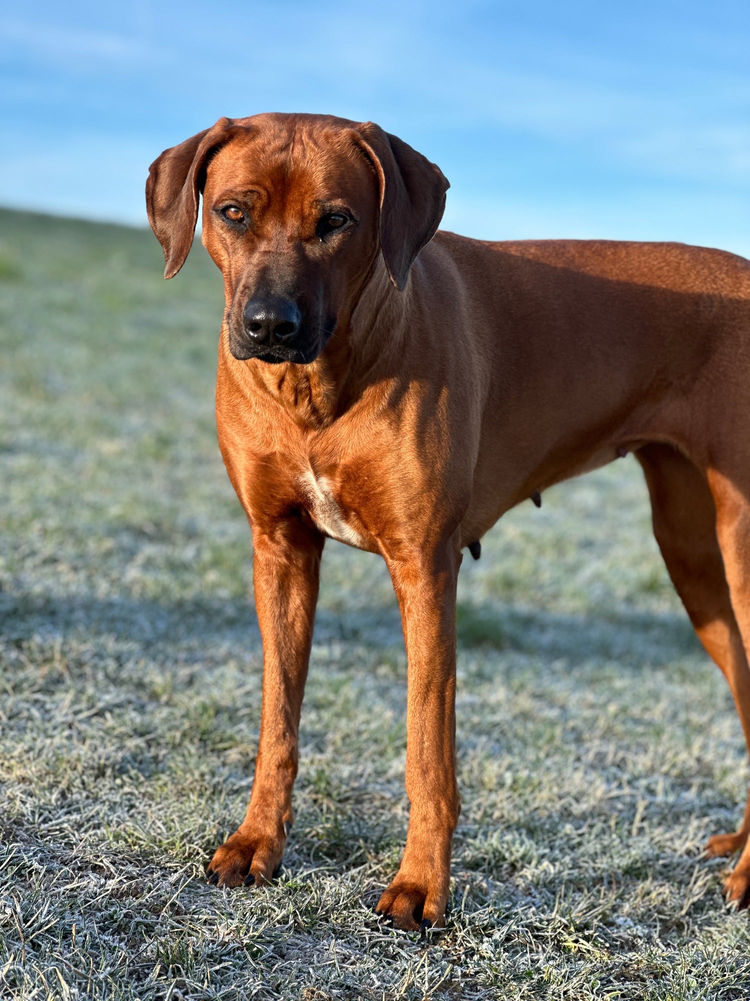 BARF - Monatspaket IIII gewolfter Mix fix und fertig
