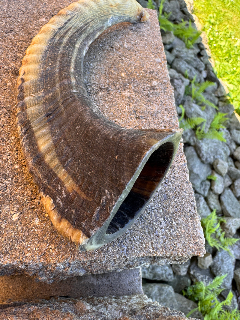 Hundekauhorn vom Schaf