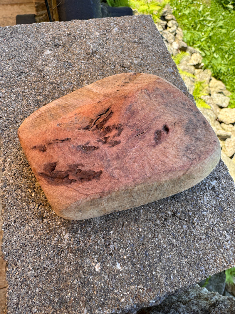 Hundekauwurzel aus Baumheide