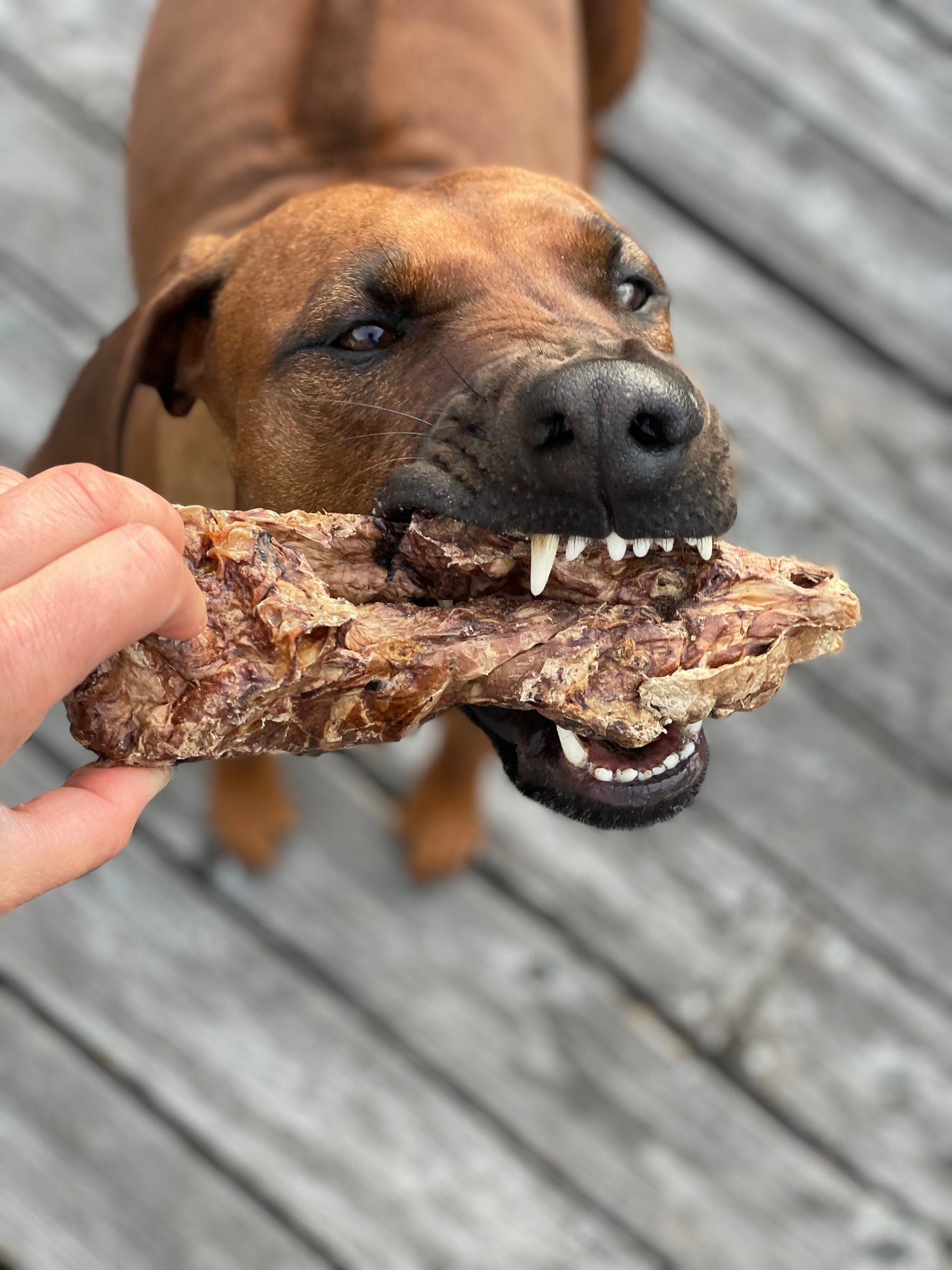 Welpen Snacks - alles was Mini snacken kann
