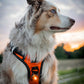 Orbiloc Dog Dual - Safty Light