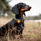 Orbiloc Dog Dual - Safty Light