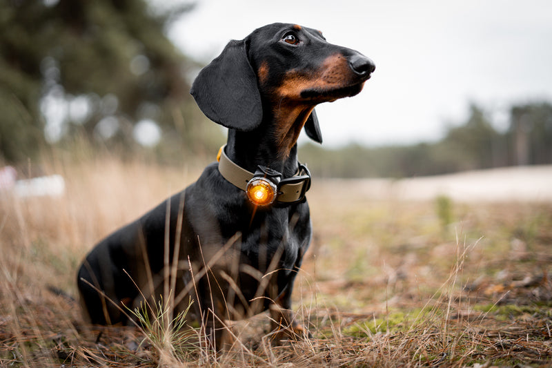 Orbiloc Dog Dual - Safty Light