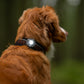 Orbiloc Dog Dual - Safty Light