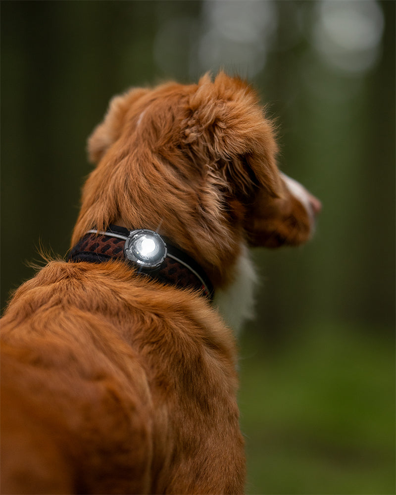 Orbiloc Dog Dual - Safty Light