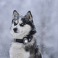 Orbiloc Dog Dual - Safty Light