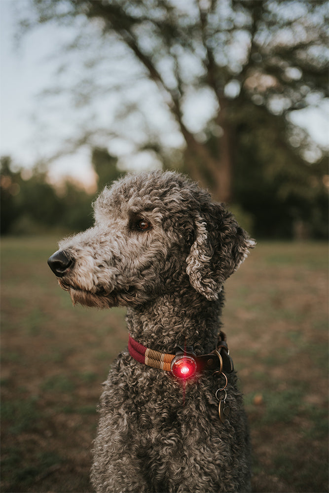 Orbiloc Dog Dual - Safty Light