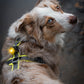 Orbiloc Dog Dual - Safty Light