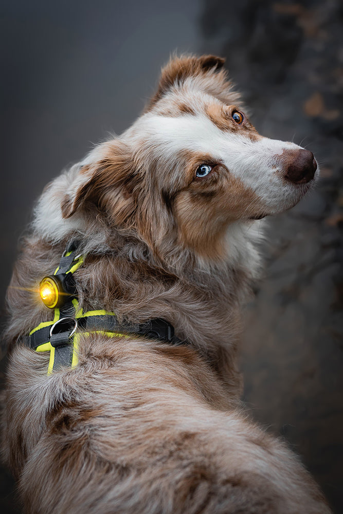 Orbiloc Dog Dual - Safty Light