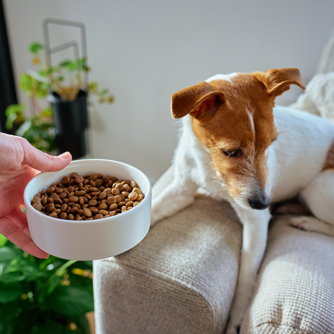 „Hilfe mein Hund mäkelt - Hintergründe, Tipps und Tricks“