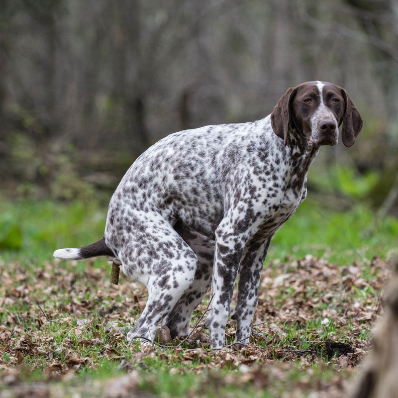 Output Check - Darm Screens