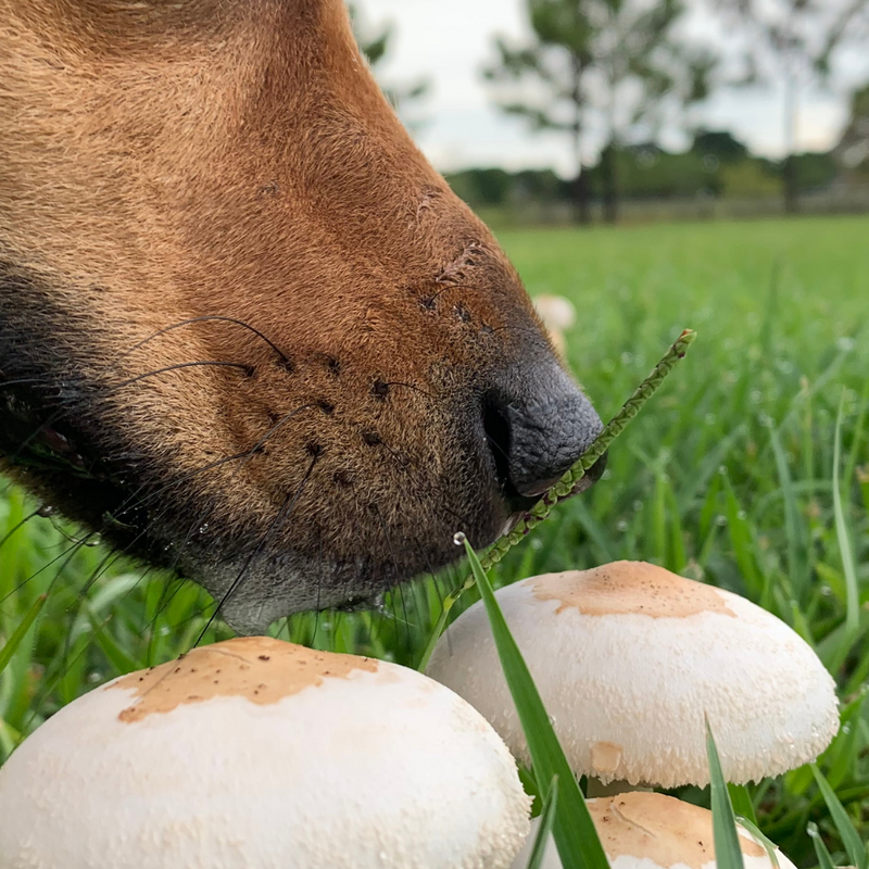 Schwammerl für deinen Hund