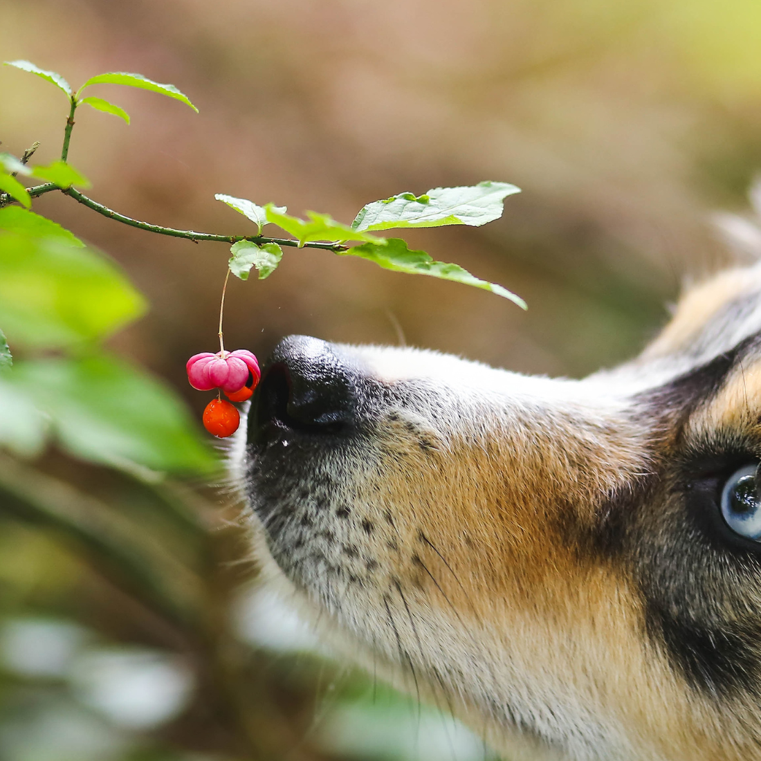 Kräuter für deinen Hund