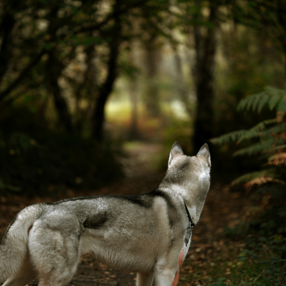 „Mythos Hund – Futter, Hormone, Kastration und die Wahrheit dahinter“