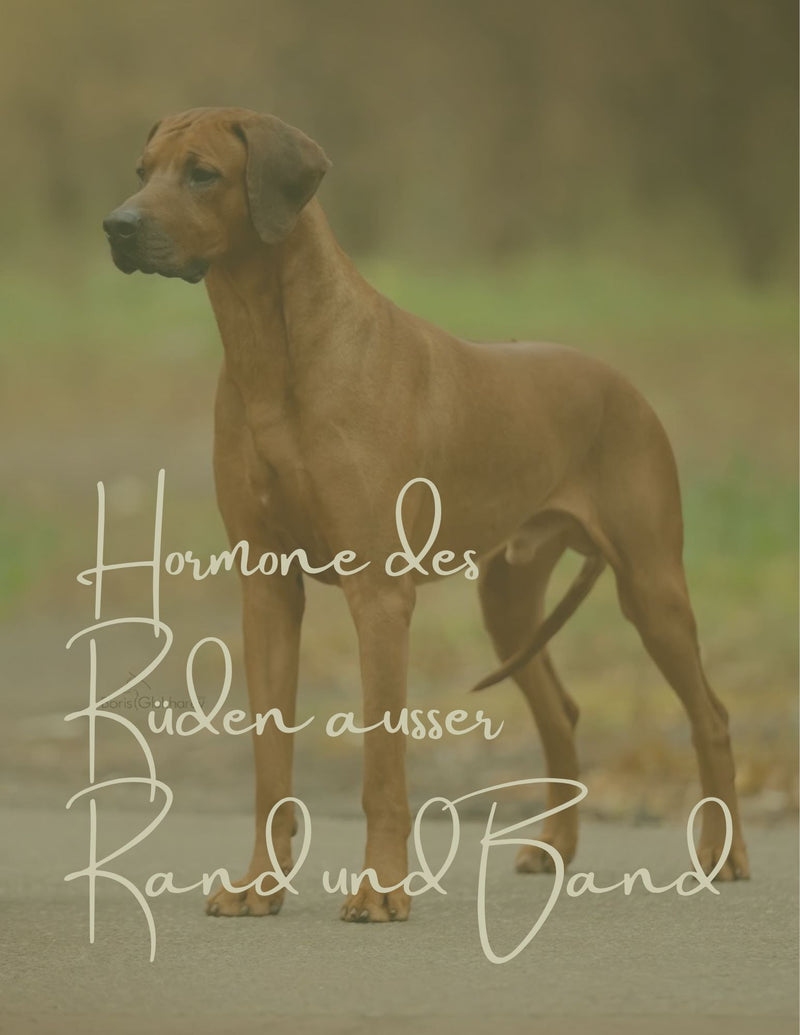 Hormone ausser Rand und Band  - Der Rüde im Hormonchaos