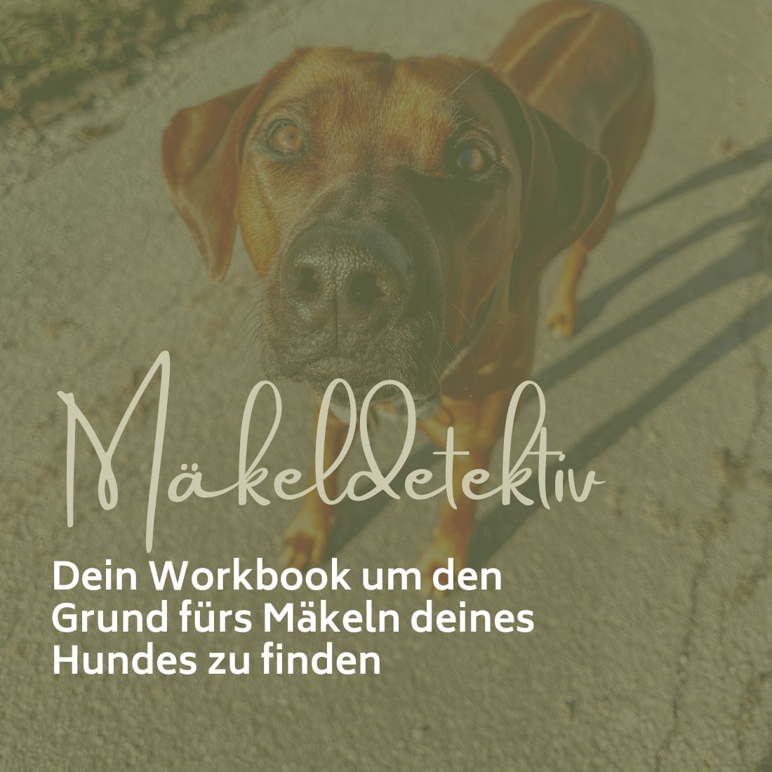 Mäkel Detektiv - das Workbook