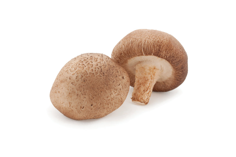 Shiitake Bio Pilzpulver