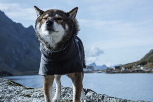 Hurtta Regenmantel Monsoon Coat + Coat Eco II