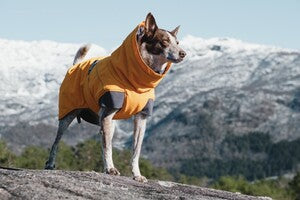 Hurtta Expedition Parka buckthorn