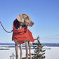 Hurtta Extrem Warmer III Eco mit Ohrenschutz