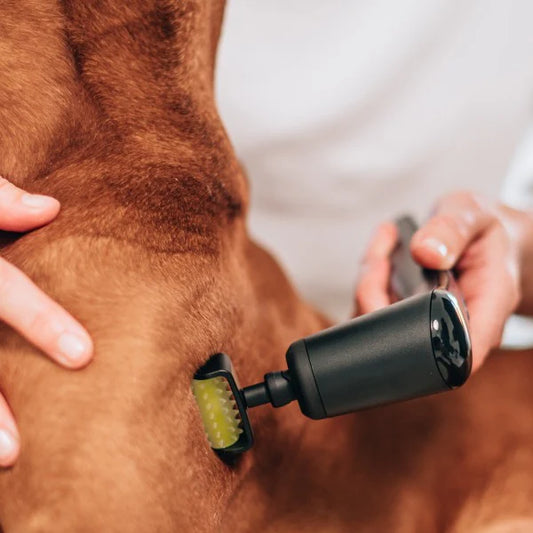 Schallwellen & Vibrationstherapie